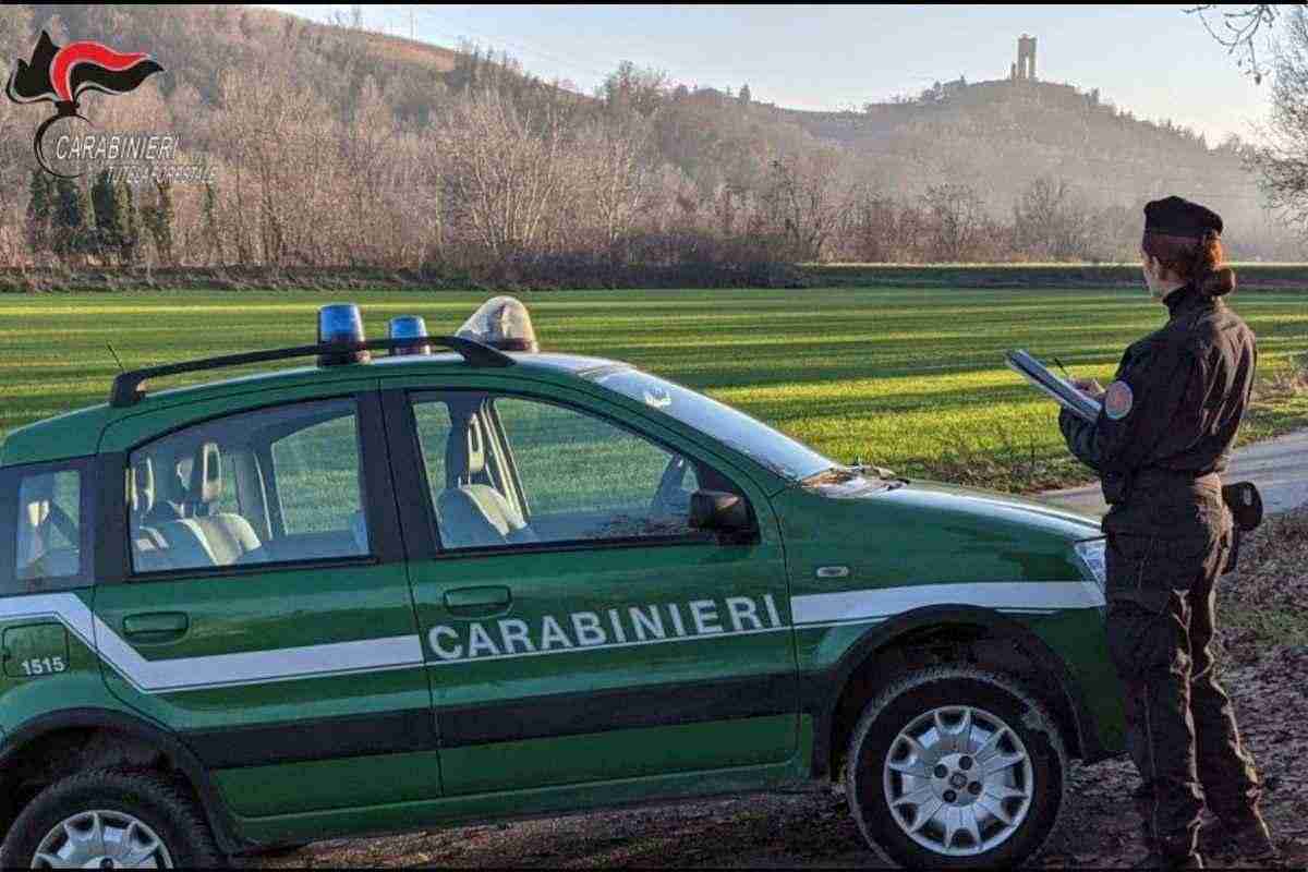 Emilia Romagna: verifiche sulla caccia nelle aree protette. 555 ispezioni dei carabinieri forestali per la tutela della fauna. "Fauna Sicura 2025": bilancio delle operazioni in Emilia Romagna. Carabinieri forestali e tutela della biodiversità: il punto sui controlli.