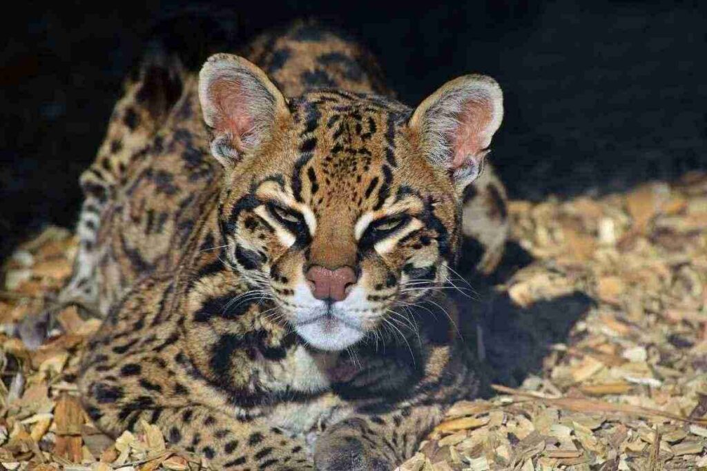 Fotografie e racconti dal campo: alla scoperta del gatto selvatico. Un esperto naturalista racconta la vita del gatto selvatico. Una serata di divulgazione sulla biodiversità romagnola. 