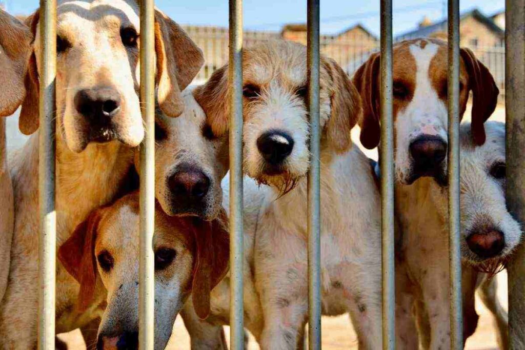Bologna: una cittadina dona i suoi risparmi per il benessere degli animali. Un gesto d’amore postumo: il canile di Trebbo di Reno riceve 120mila euro. La memoria di Luciana Buggetti vive nell’aiuto agli animali in difficoltà. Il Rifugio del cane e gatto di Trebbo di Reno ringrazia Luciana Buggetti.