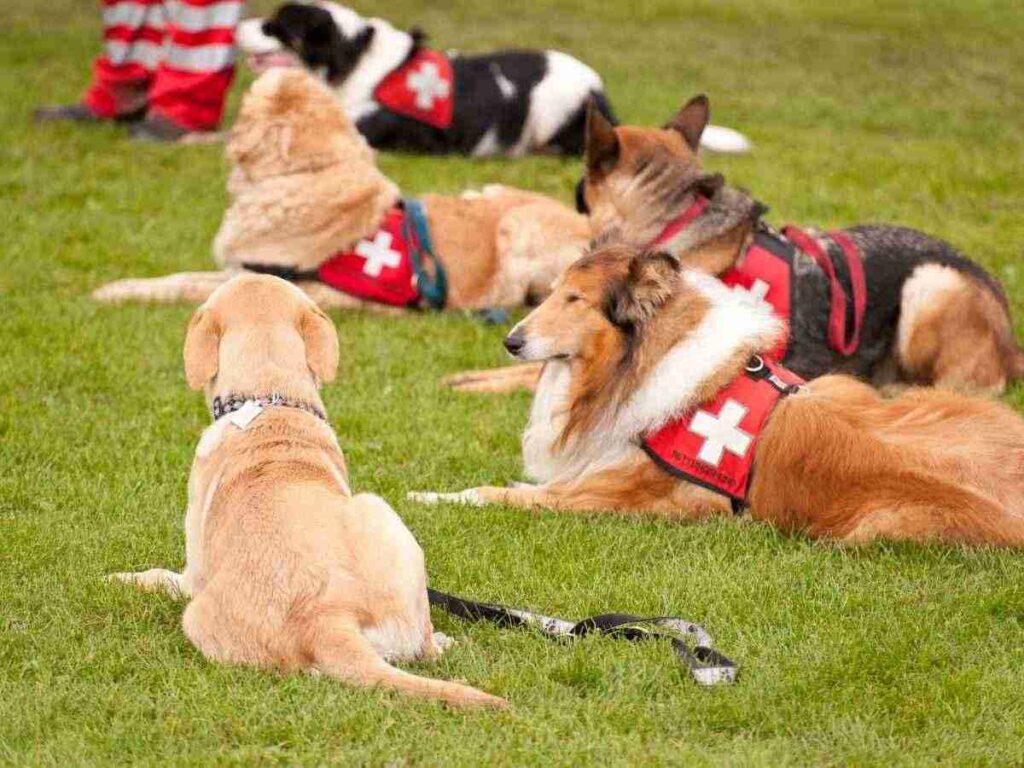 Addestramento cani da soccorso: a Forlì la prova ufficiale. Unità cinofile in azione: a San Martino in Strada l’esame finale. Emergenze e soccorso: il ruolo strategico delle Unità cinofile. Ucs Forlì, il campo di addestramento diventa centro operativo.