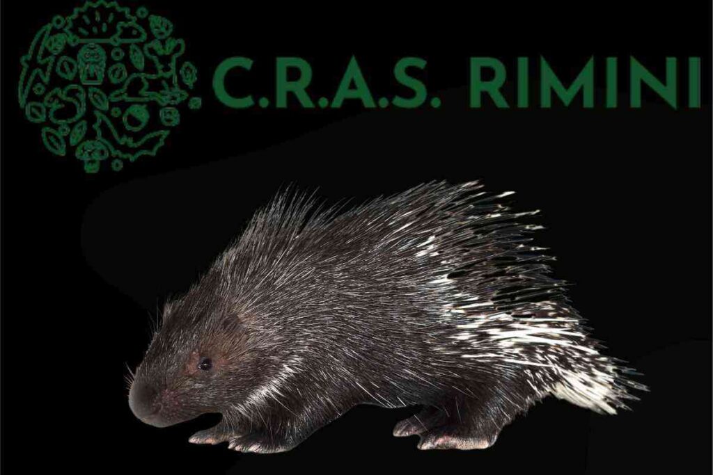 La missione del CRAS di Rimini: salvare e proteggere la fauna locale. Il piccolo tasso e l'istrice: due storie di speranza dal CRAS di Rimini. Quando l’uomo aiuta la natura: il CRAS di Rimini e i suoi salvataggi. 