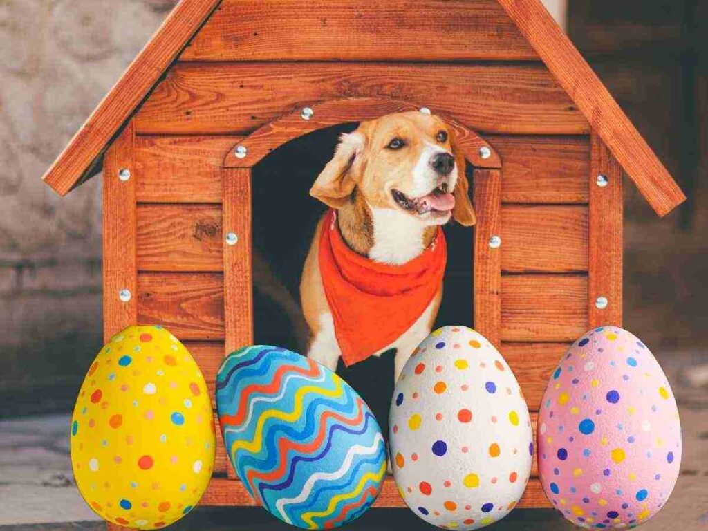 Uova di Pasqua solidali: un aiuto concreto per il canile di Forlì. Sostieni i volontari del canile con un dolce gesto di Pasqua. Un uovo di Pasqua per aiutare gli animali in difficoltà. 