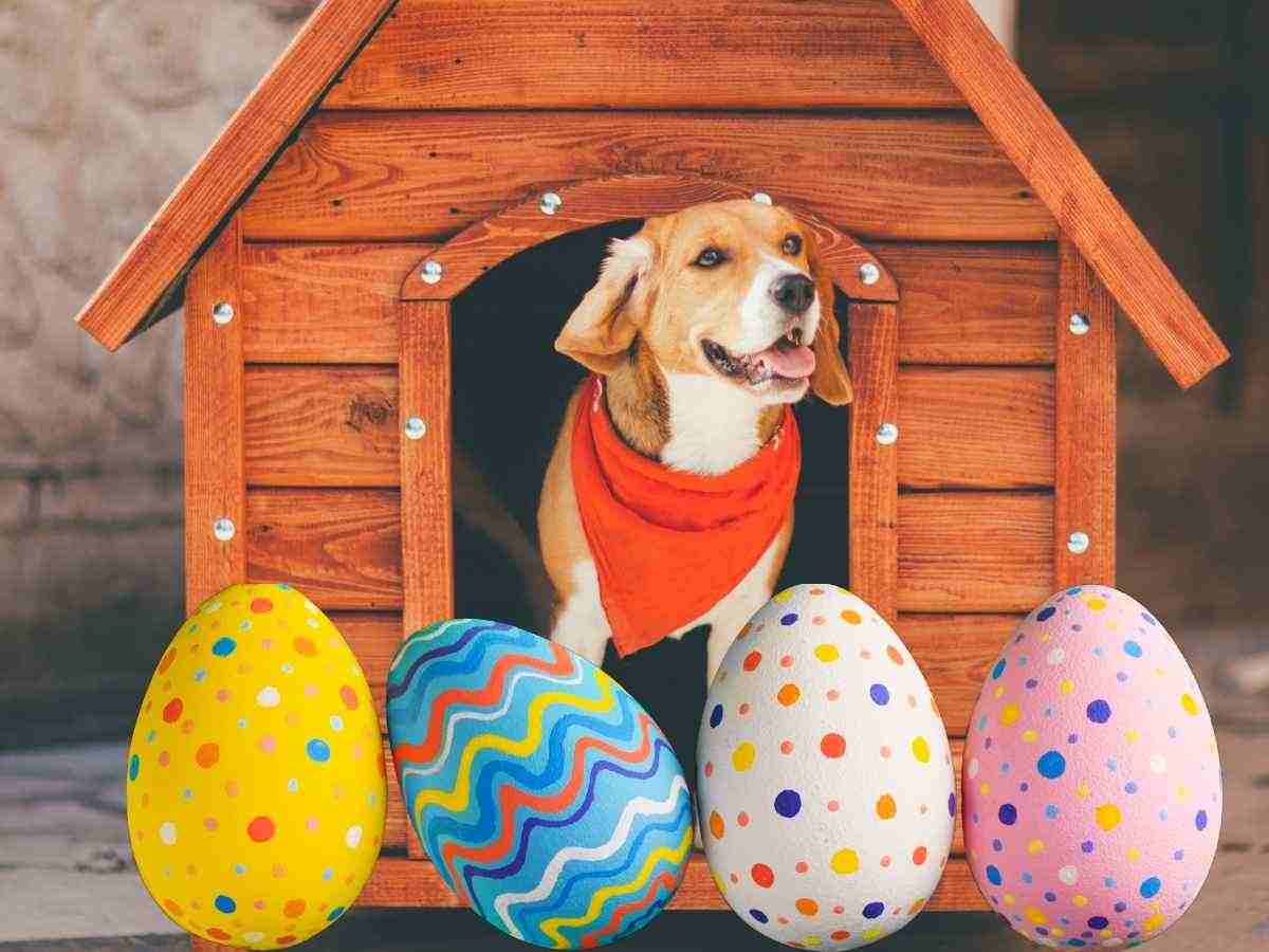 Uova di Pasqua solidali: un aiuto concreto per il canile di Forlì. Sostieni i volontari del canile con un dolce gesto di Pasqua. Un uovo di Pasqua per aiutare gli animali in difficoltà.