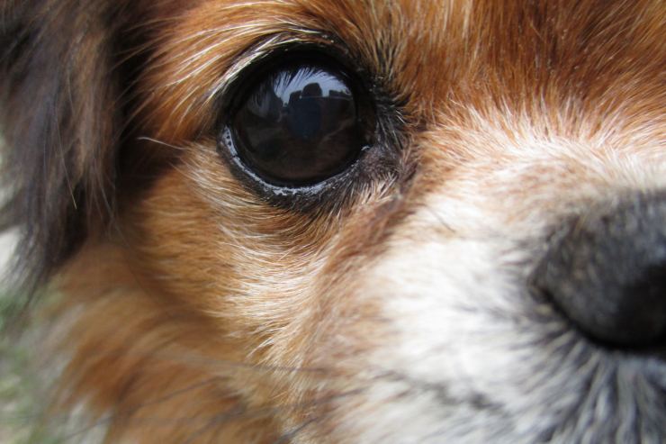 Sguardo di un cane primo piano