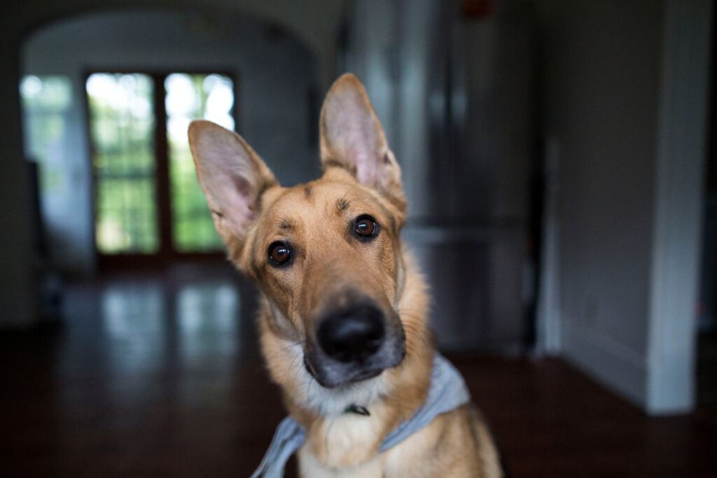 Primo piano di un cane che guarda negli occhi qualcuno