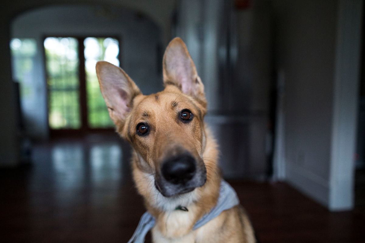 Primo piano di un cane che guarda negli occhi qualcuno