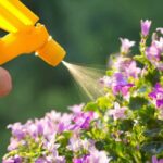 Spruzzare su fiori