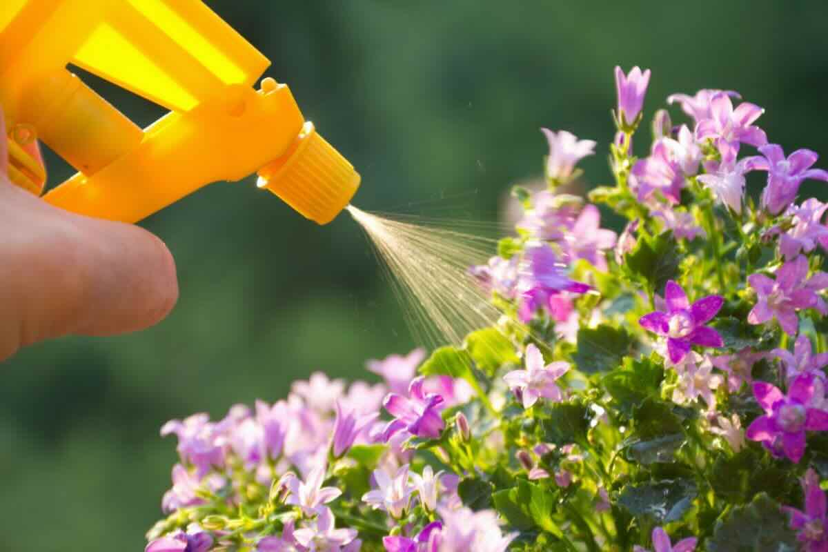 Spruzzare su fiori