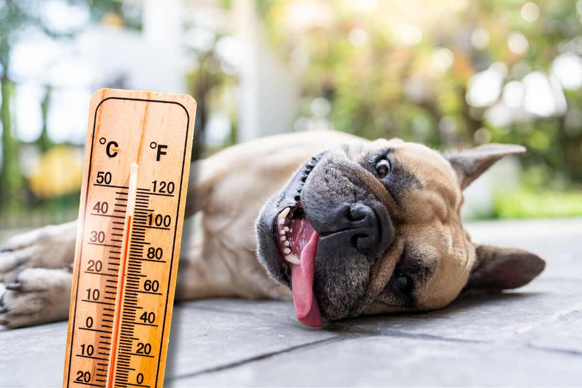 Cane sdraiato a terra con la lingua di fuori per il caldo. Termometro in evidenza