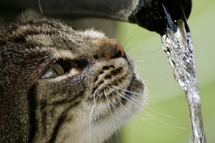 Gatto che beve acqua da una fontanella