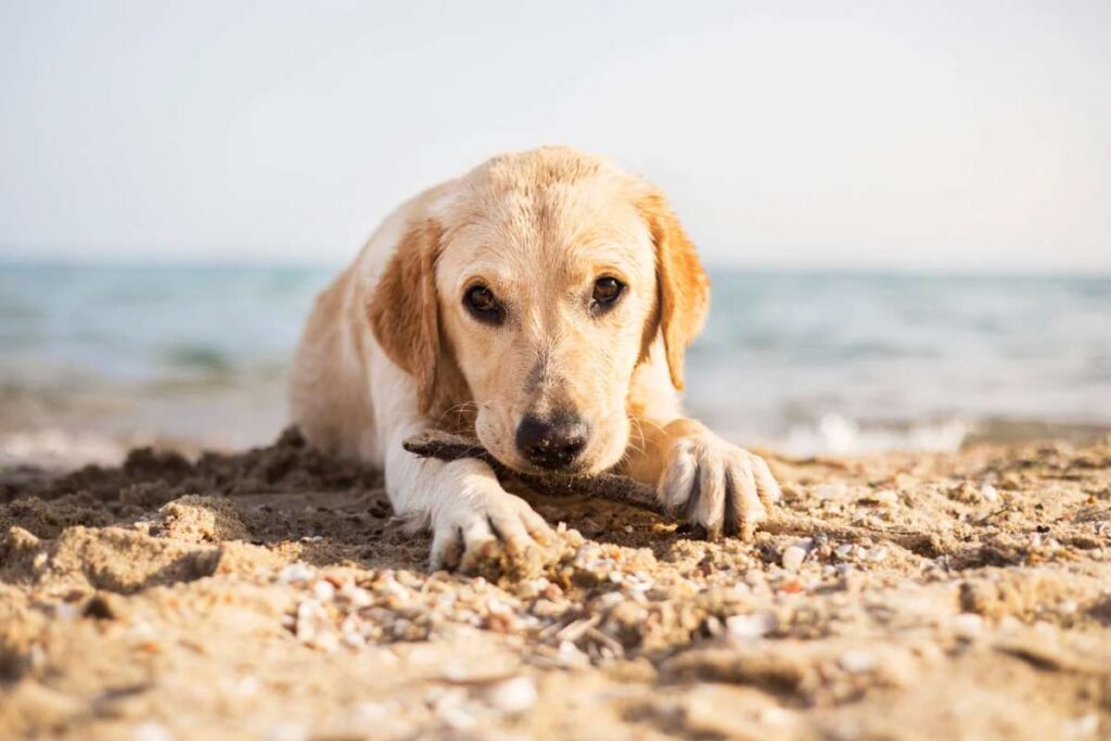 Cane sulla spiaggia