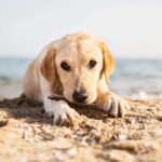 Cane sulla spiaggia