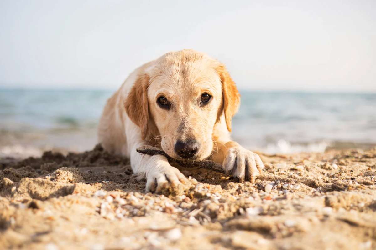 Cane sulla spiaggia